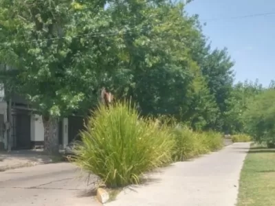 &iexcl;Belleza traicionera! Plantas de lujo en una avenida de La Plata tapan la vista y siembran problemas viales